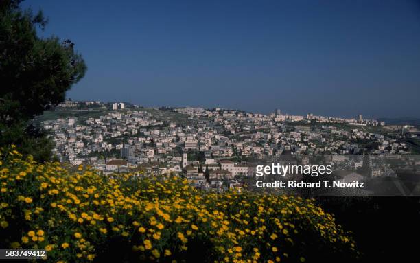 field of flowers near nazareth - corn marigold stock pictures, royalty-free photos & images