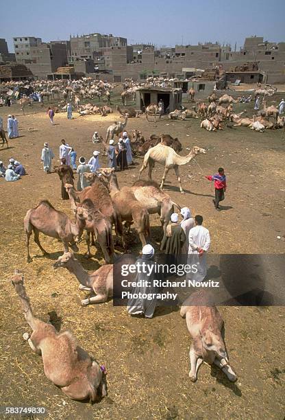 Camel In Cairo 312 Egyptian Camel Corps Stock Photos, High-Res Pictures, and Images ...