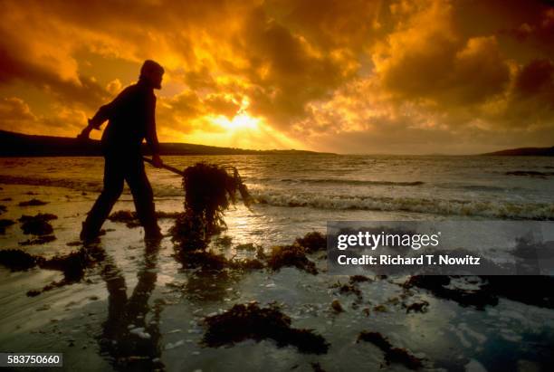 kelp harvesting on clew bay - clew bay fotografías e imágenes de stock