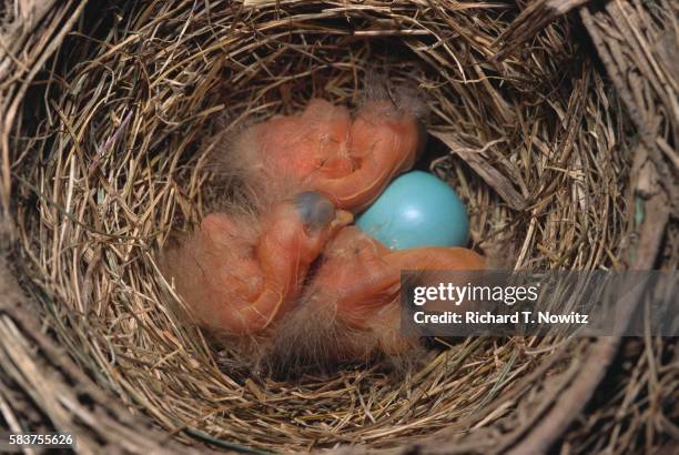 newborn robin chicks - singdrossel stock-fotos und bilder