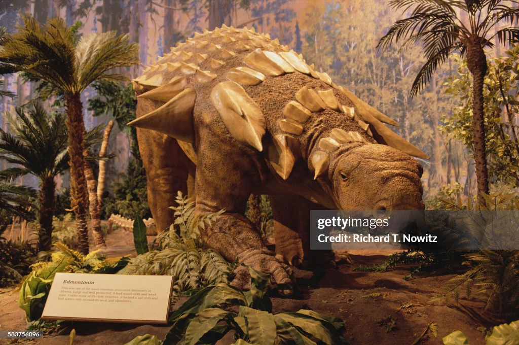Edmontonia