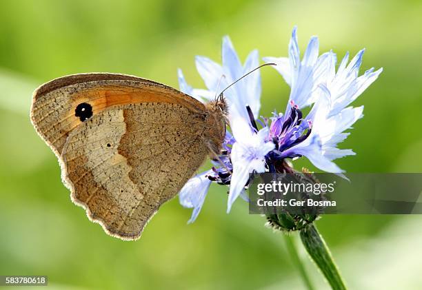 meadow brown on cornflower - ventrale kant stockfoto's en -beelden