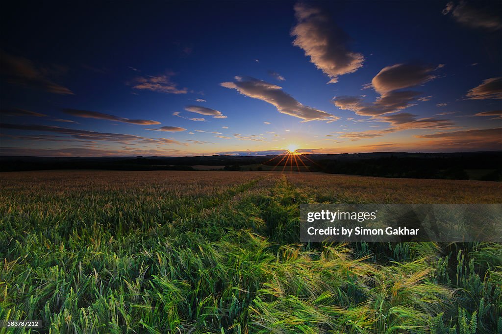 Barley Field at Sunset