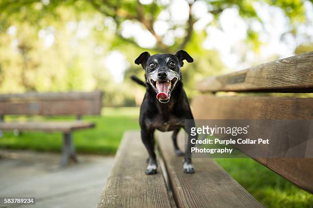 small dog on bench outdoors - dog anticipation stock pictures, royalty-free photos & images