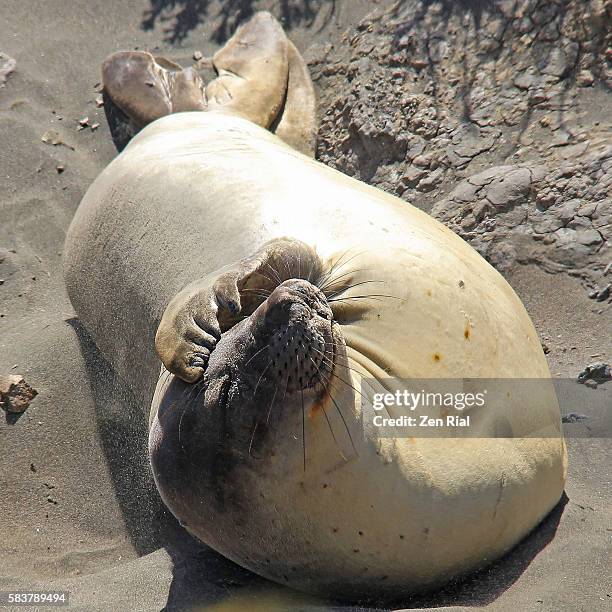 northern elephant seal (mirounga angustirostris) sunbathing in san simeon state park in california - northern elephant seal stock-fotos und bilder