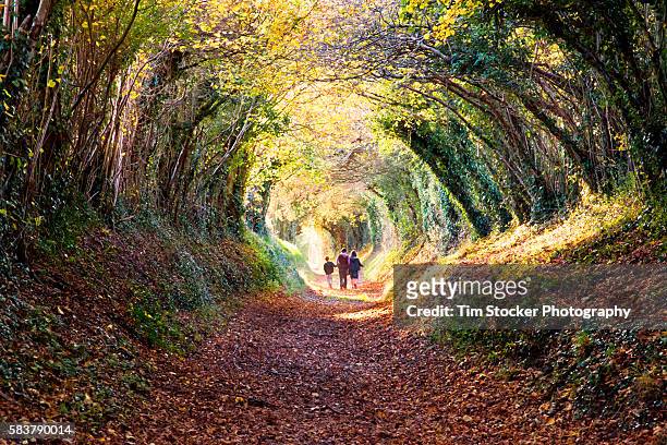 people walking down a tunnel of trees. - chichester stockfoto's en -beelden