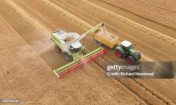 combine harvesting crop - harvesting foto e immagini stock