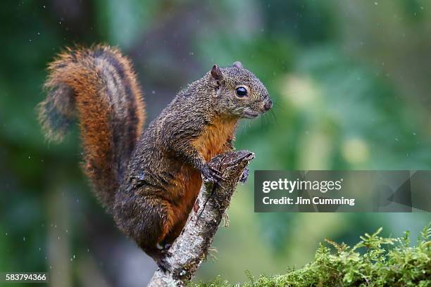 costa rican squirrel - variegated squirrel fotografías e imágenes de stock