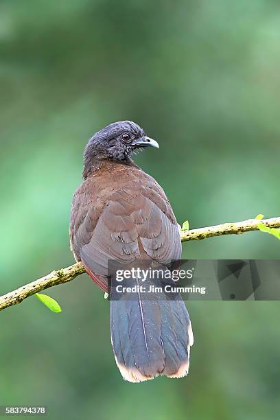 grey-headed chachalaca (ortalis cinereiceps) adult - chachalaca bird fotografías e imágenes de stock
