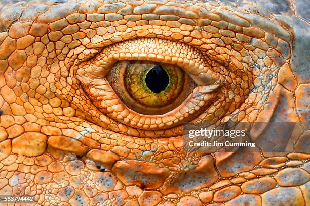 green iguana eye - reptil fotografías e imágenes de stock