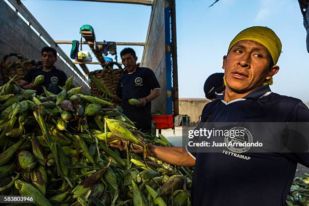 August 3, 2015. LIMA, PERU. Jose Echaccaya is a Market porter of Corn at the Mercado Mayorista de Santa Anita in Lima and member of SEGCHGMML . Of...