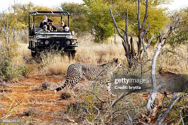 gepard zu fuß vor jeep mit touristen,südafrika - südafrika safari stock-fotos und bilder