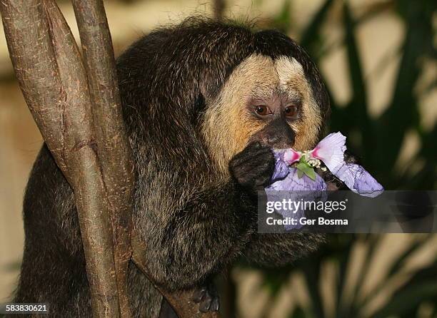 white faced saki flower child - white faced saki monkey stock pictures, royalty-free photos & images