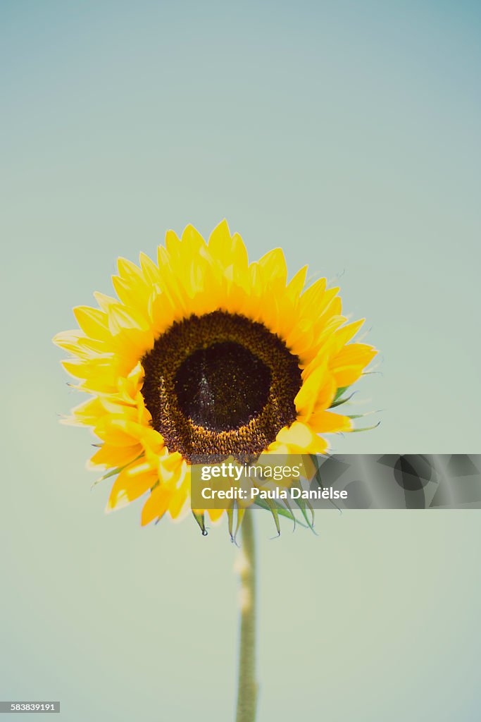 Sunflower infront of blue sky