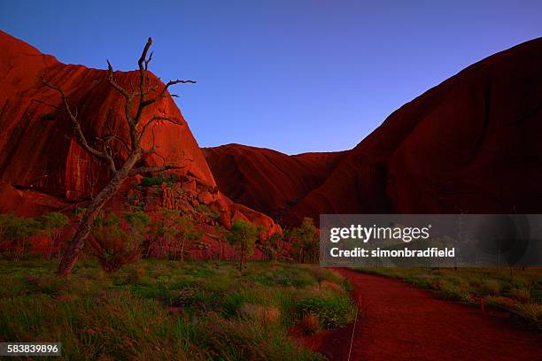 pre-dawn light at uluru - australian outback landscape stock-fotos und bilder