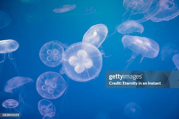 a group of jellyfish swimming in the water - jellyfish stock pictures, royalty-free photos & images