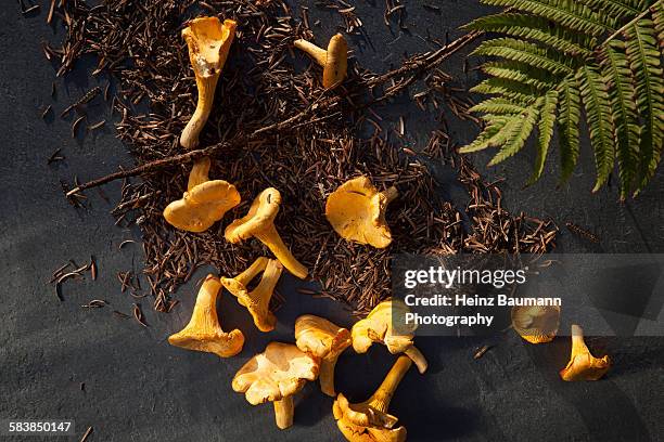 chanterelle mushrooms (cantharellus cibarius) - cantharellus cibarius stock pictures, royalty-free photos & images