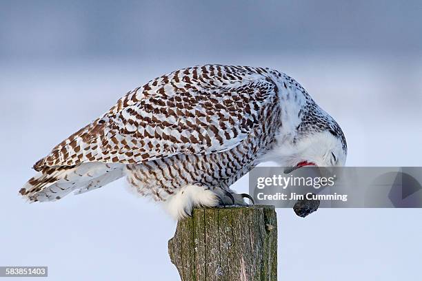 snowy owl with pellet - schnee eule stock-fotos und bilder