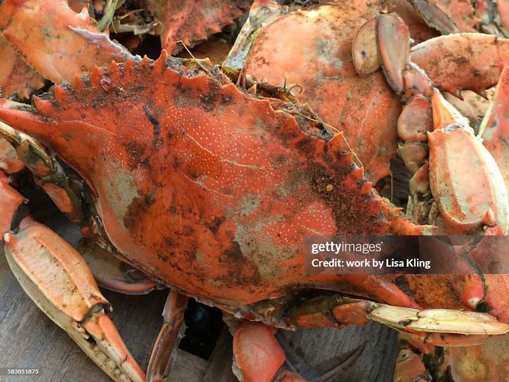 Steamed Maryland Blue Crabs