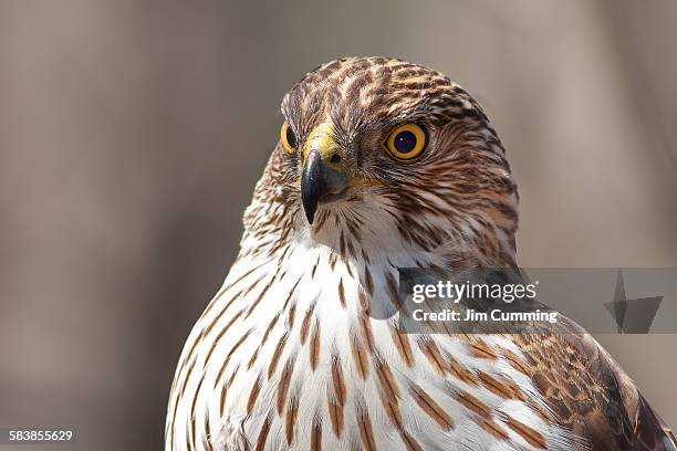 cooper's hawk profile - goshawk fotografías e imágenes de stock