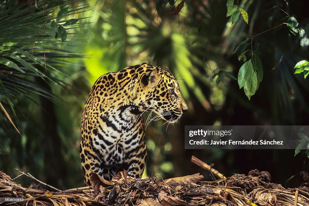 Jaguar in the rainforest