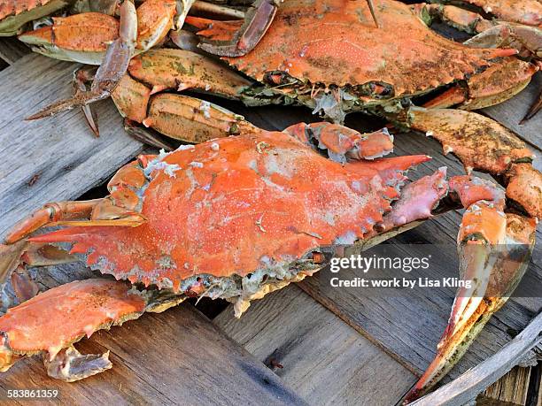 steamed maryland blue crabs - maryland blue crab stockfoto's en -beelden