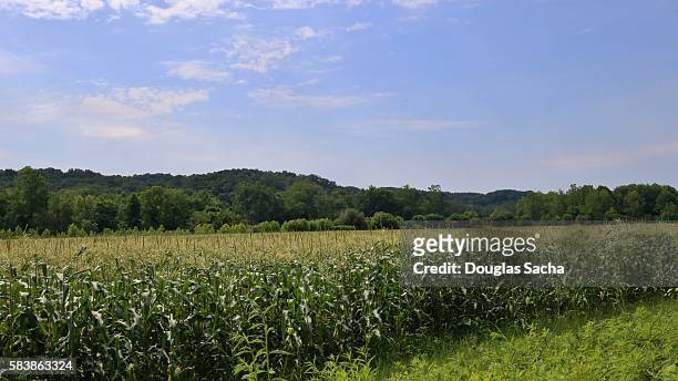 mid season corn crop growing in a rural field (zea mays). - willamette tal stock-fotos und bilder