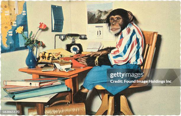 Vintage color photograph of a chimpanzee in a skirt, stupid blouse, wristwatch and boots seated at a cluttered desk in a faux office, typing on a red...