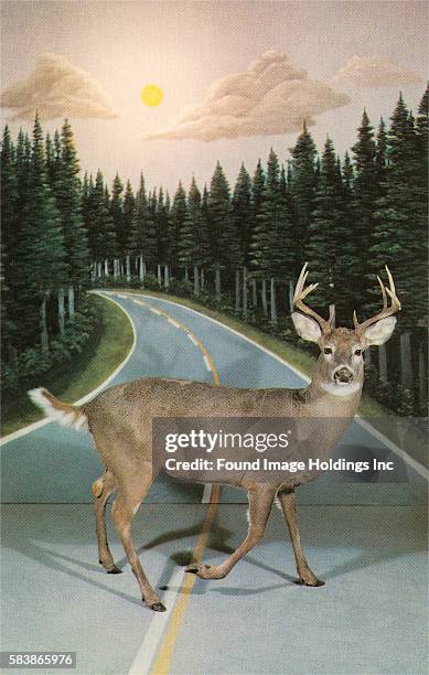 Vintage color studio photograph of a taxidermy buck , staring at the camera, crossing a painted backdrop of a two-lane road curving off into a pine...