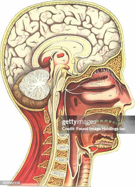 Sinuses Diagram Photos and Premium High Res Pictures Biology Diagrams