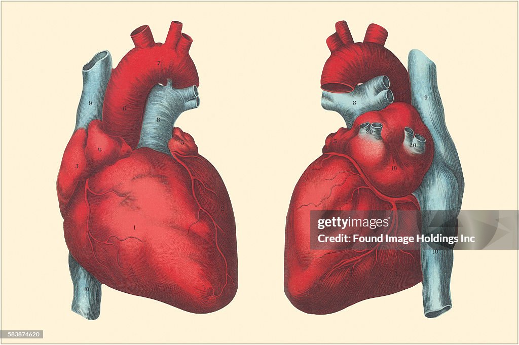Anterior and Posterior Views of the Heart