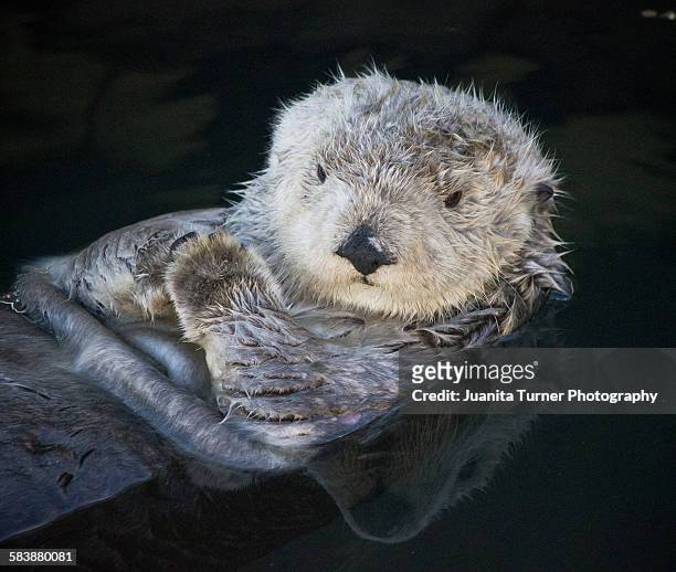 california coastal sea otter - cute otter stock pictures, royalty-free photos & images