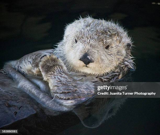 california coastal sea otter - sea otter 個照片及圖片檔