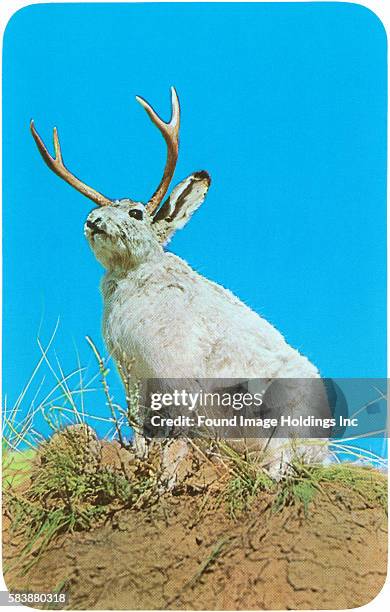 Vintage retouched photograph of a jackalope, a rabbit with antlers, standing on grass and dirt against a blue sky.