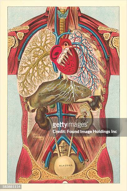 Vintage anatomy illustration of an interior view of the organs of the human torso.