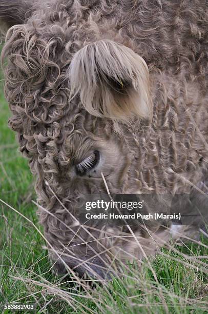 portrait: belted beige cattle - howard ranch - fotografias e filmes do acervo