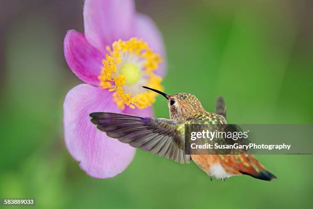 allen's hummingbird at anemone flower - südkalifornien stock-fotos und bilder