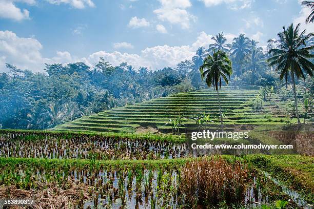 harvested rice paddy - stubble stockfoto's en -beelden