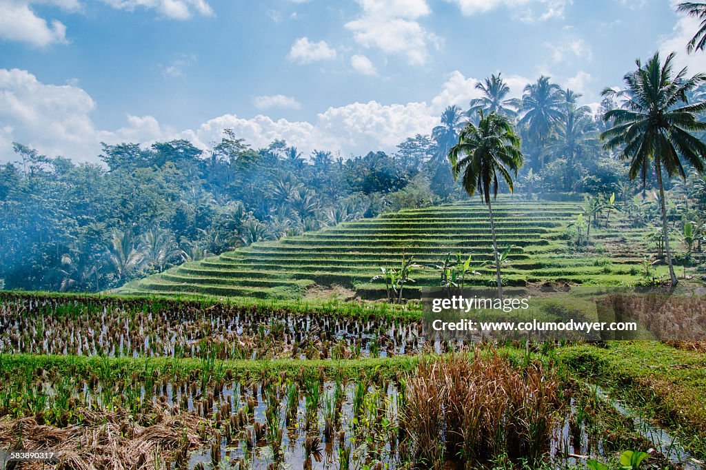 Harvested rice paddy