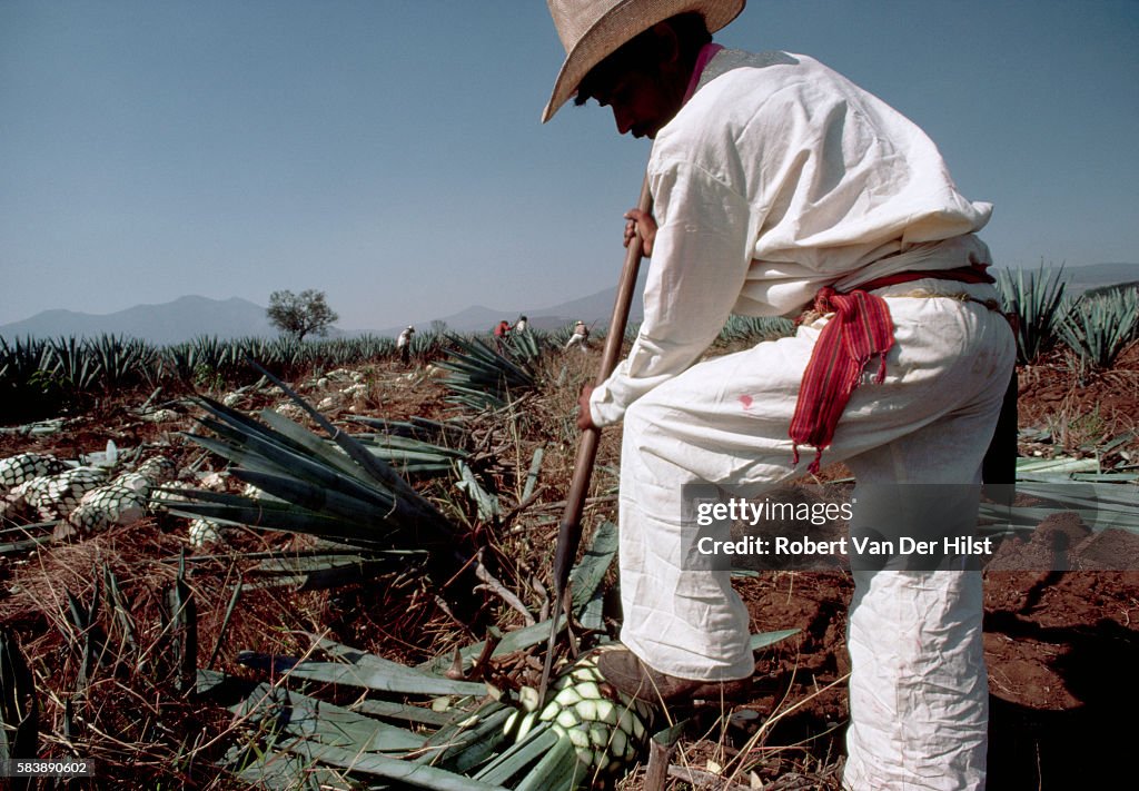 Agave Harvest