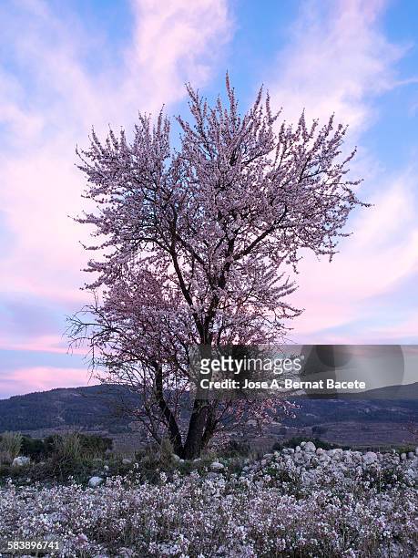 tree in flower in spring to the late afternoon. - almond tree photos et images de collection