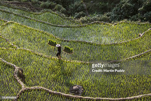 local farmer walking through rice paddies - rice paddy stock pictures, royalty-free photos & images
