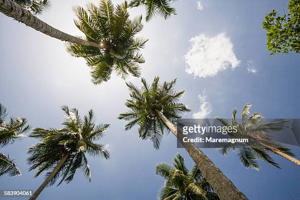 playa (beach) bonita, palms - low angle view of silhouette palm trees against sky stockfoto's en -beelden