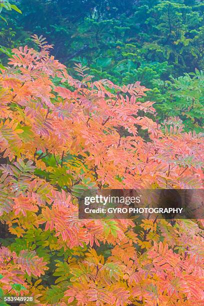 Checker Red Tree 66 Checker Tree Stock Photos, High-Res Pictures, and Images - Getty Images