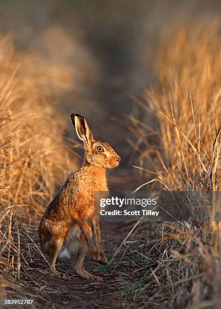 brown hare lepus europaeus in morning sunlight - brown hare stockfoto's en -beelden