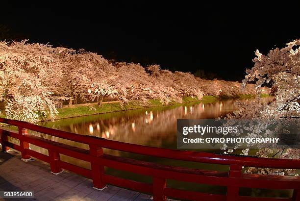 illuminated row of cherry trees beside river in the night, long exposure, hirosaki city, aomori prefecture, japan - hirosaki stock pictures, royalty-free photos & images