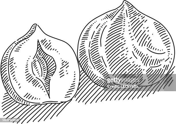 filbert drawing - hazelnuts stock illustrations