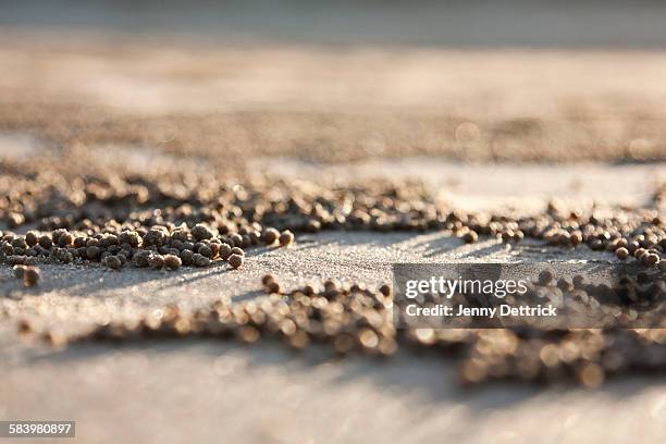 sand balls on the beach from sand bubbler crabs - crab stock pictures, royalty-free photos & images