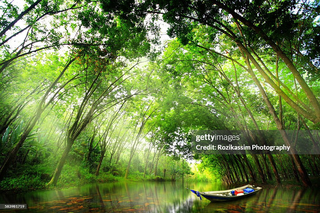 A boat in a stream sheltered by greenery