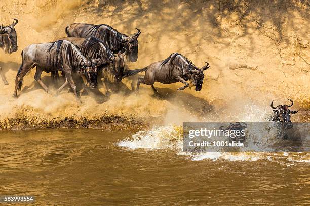 great gnu migration in kenia - masai mara national reserve stock-fotos und bilder